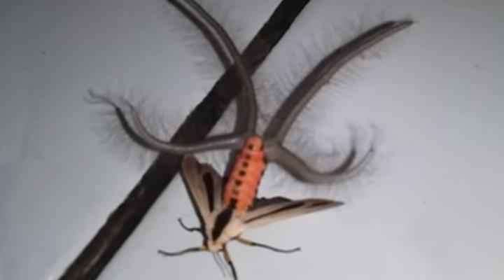O insectă dintr-o altă dimensiune