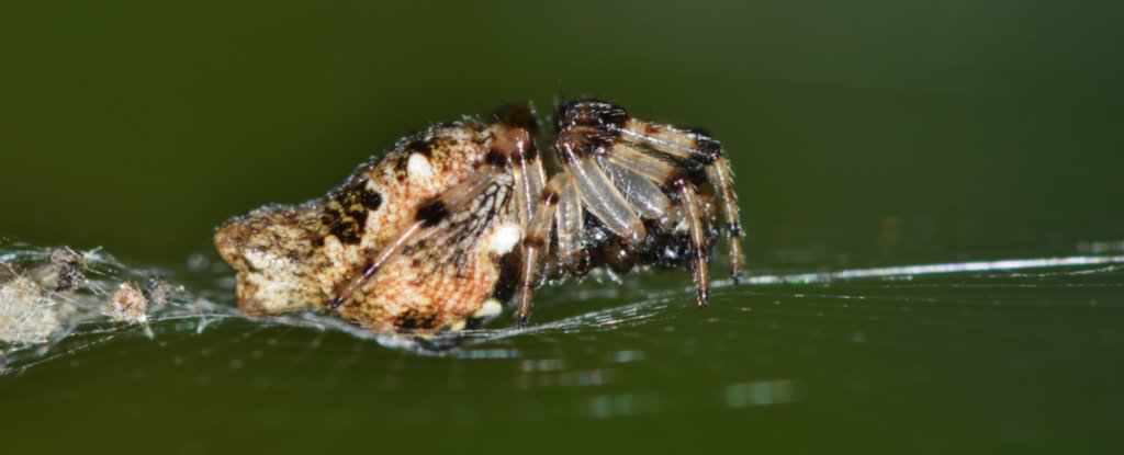 Cel mai rapid ceas biologic este deținut de un păianjen