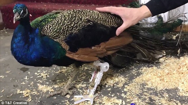 peacock-e1521799431225
