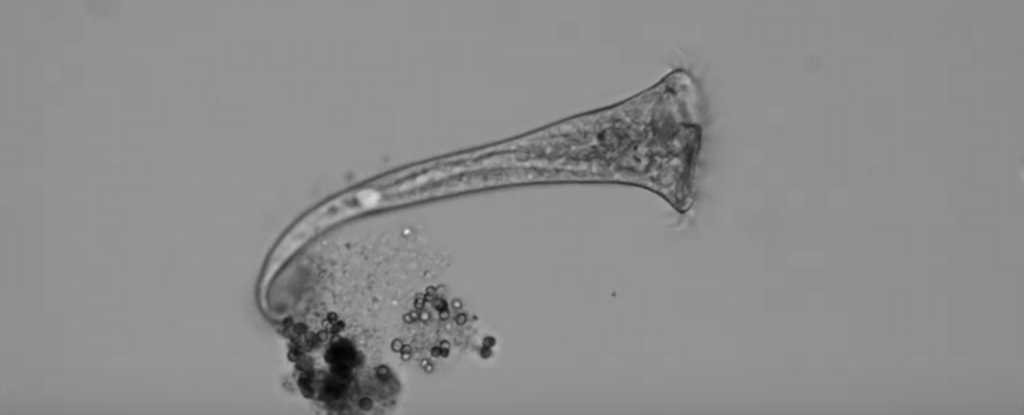 Acest animal unicelular ia „decizii” complexe chiar și fără un sistem nervos